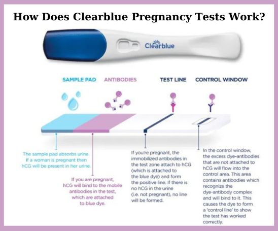 how to read clear blue pregnancy tests effectively